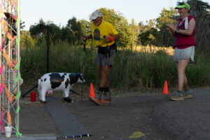 runners with inflatable cow on trail